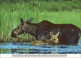 Algonquin Wild