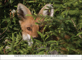 Algonquin Wild