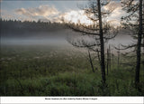 Algonquin Wild