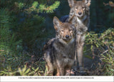 Algonquin Wild