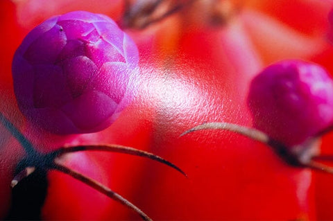 Breathing Color Vibrance Baryta Satin Bright White 44" x 40' Roll