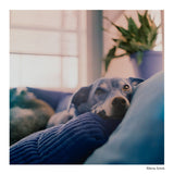 HARMAN SWITCH AZURE 120