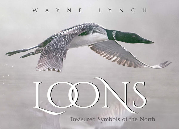 Loons: Treasured Symbols of the North